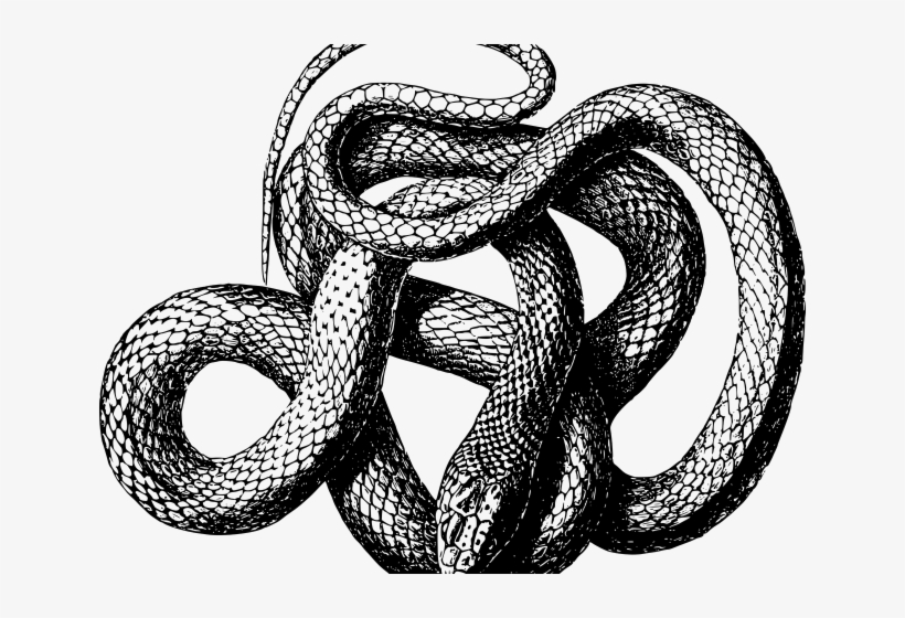 Drawn Serpent Snake Png - Slime Language Snake, transparent png #8091959