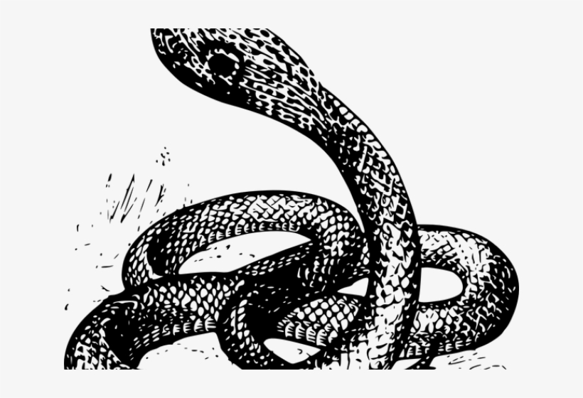 Drawn Snake Snake Png - Snakes Drawing, transparent png #8092065