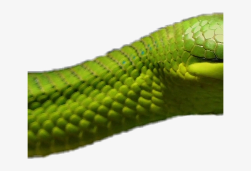 Smooth Green Snake Clipart Italian - Western Green Mamba, transparent png #8092066