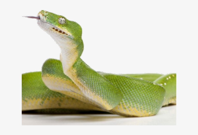 Green Tree Python, transparent png #8092151