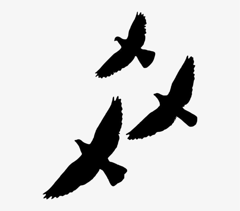 Free Image On Pixabay - Bird Png, transparent png #8095082