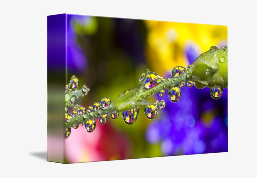 Water A Flower Stem By Design Pics - Dew, transparent png #8095642