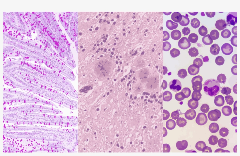 Systems Biology Of Robustness And Homeostatic Mechanisms - Circle, transparent png #8095702