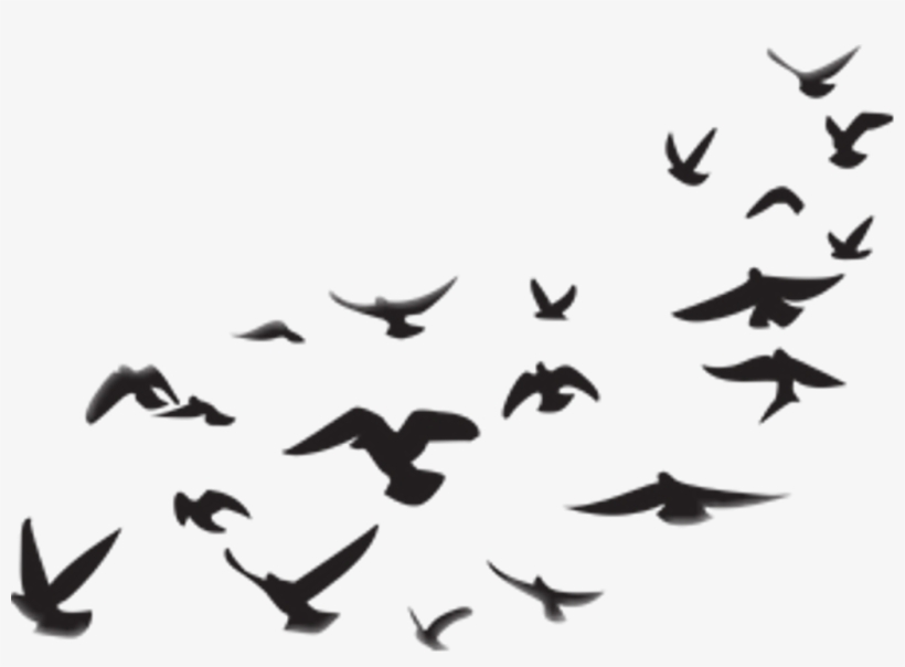 Birds Sticker - Picsart Png Stickers, transparent png #8095948