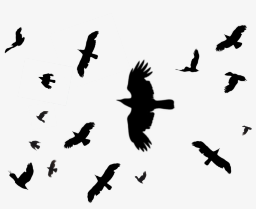 Black Birds Png - Instagram Killer Writes, transparent png #8096035