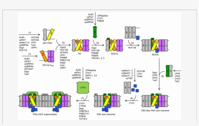 Download - Diagram, transparent png #8096063