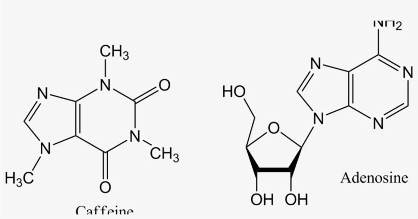 Caffeine Facts Adenosine Vs Caffeine - Caffeine And Adenosine Molecule, transparent png #8096349