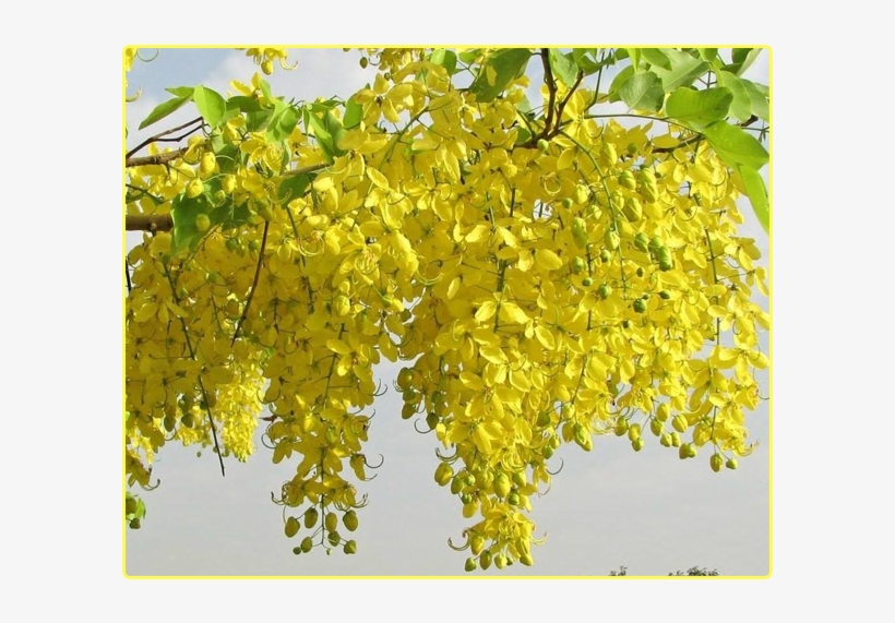 Cassia Fistula, transparent png #8096490