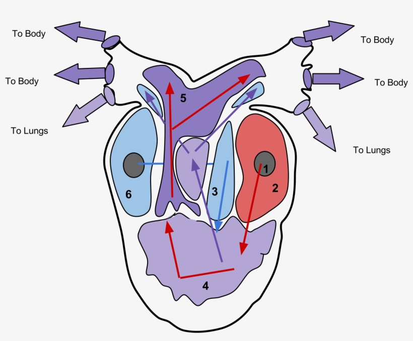 Open - Trace One Drop Of Blood From The Time It Enters The, transparent png #8098043