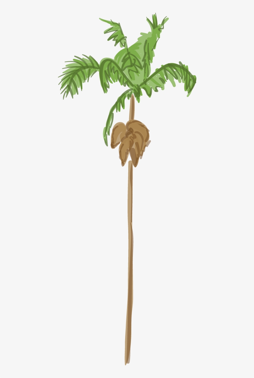 Canary Island Date Palm - Palm Tree, transparent png #810173