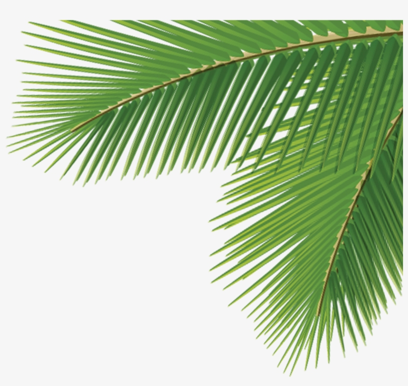 Arecaceae Leaf Tree Dasylirion Wheeleri - Palm Tree Corner Transparent, transparent png #810196