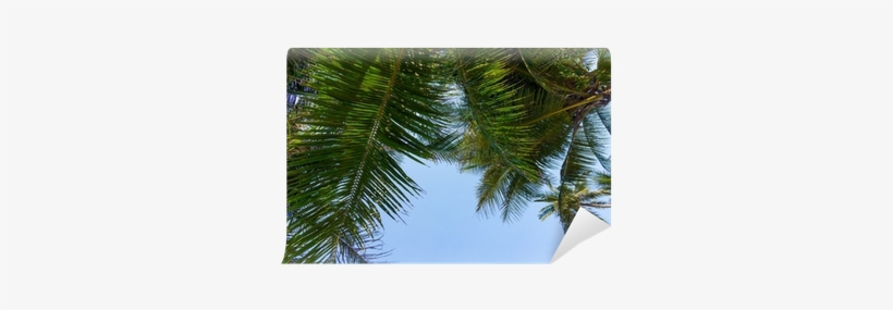 Palm Trees, transparent png #810266