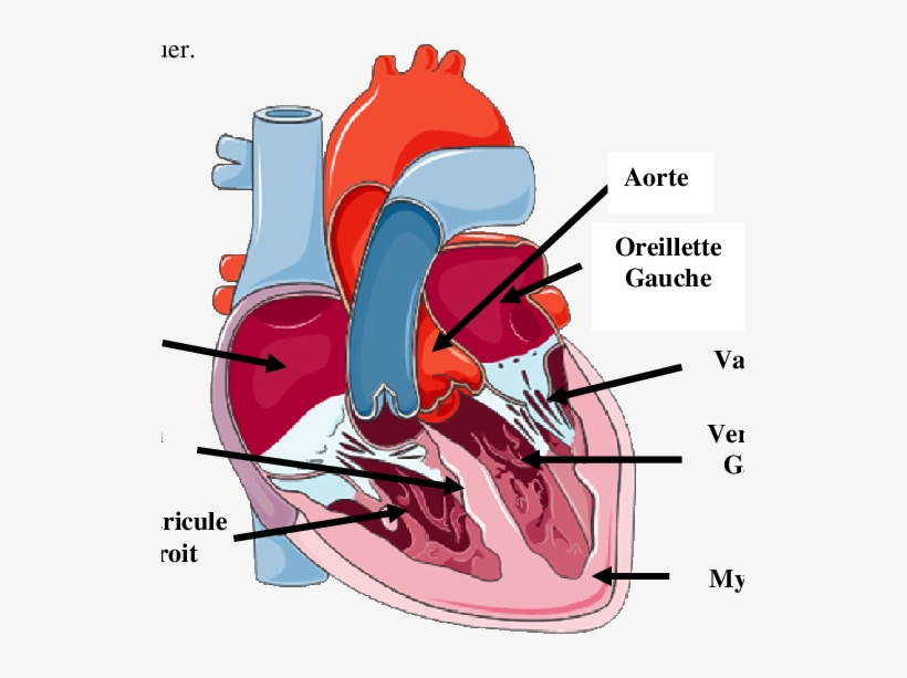 Représentation Anatomique Du Coeur - Representation Du Coeur, transparent png #812565