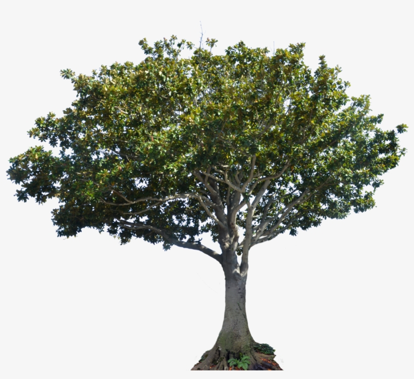 Apple Tree Png - Arbol Laurel Png, transparent png #812646