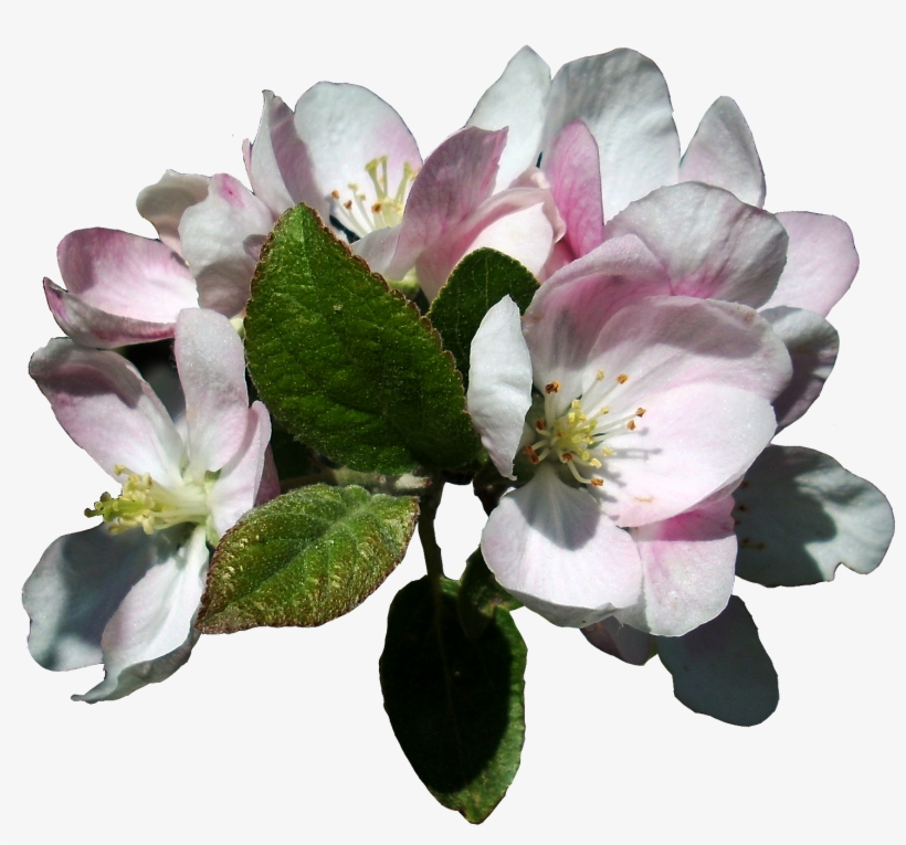 Apple Blossoms - Apple Tree Blossom Png, transparent png #813200