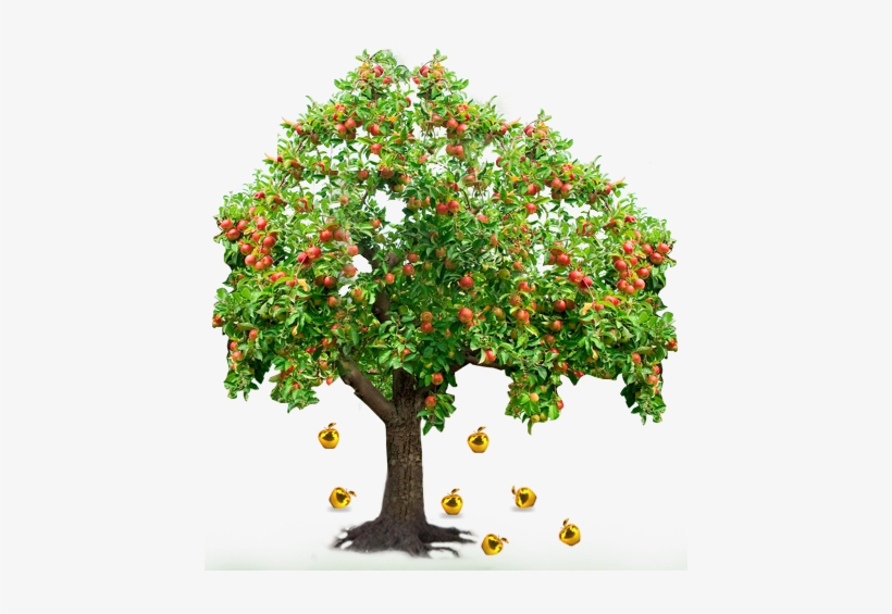 Mcintosh Apple Tree Disease, transparent png #813682
