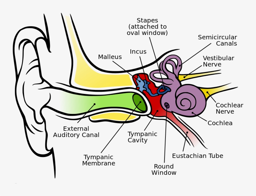 Anatomy Ear - Hearing System In Human, transparent png #813742