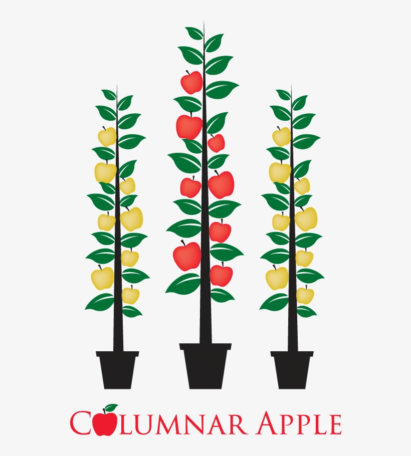 Heavy Cropping - Apple, transparent png #813809