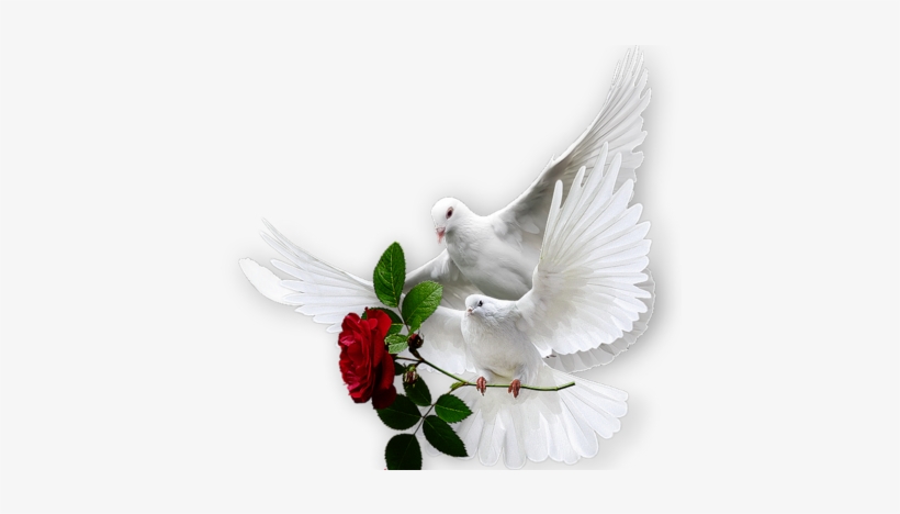 Les Colombes Dove Images, Dove Pictures, Dove Bird, - Colombe Avec Une Rose, transparent png #816963