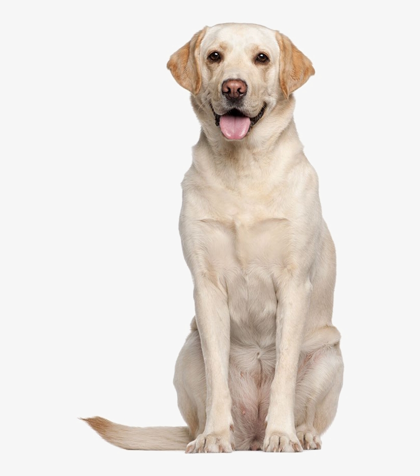 calm labrador retrievers