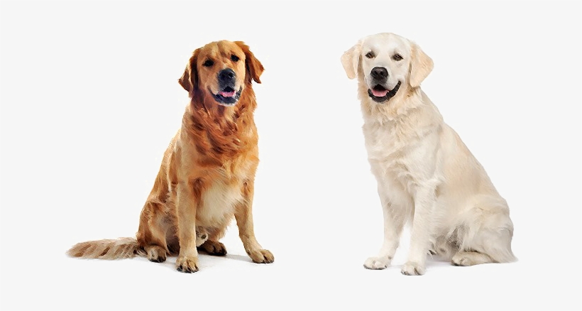 Labrador Png Pic - Bamboo Toothbrush For Pets By Woobamboo, transparent png #818297