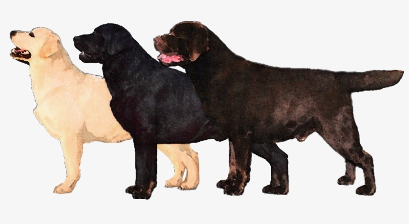Labrador Retriever, transparent png #818395