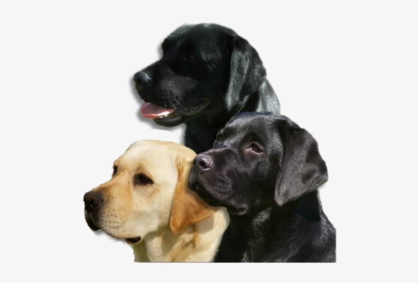 Labrador Puppies South Australia - Labrador Retriever, transparent png #818507