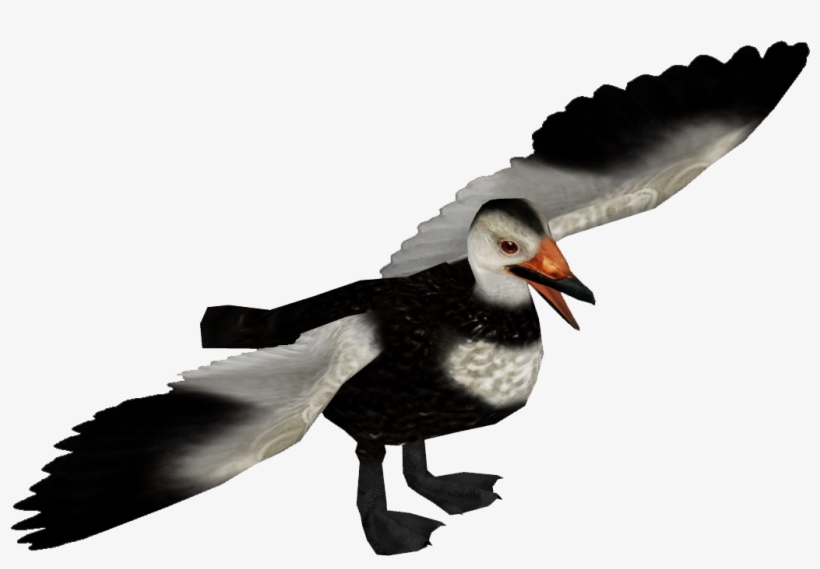 Labrador Duck M - Labrador Duck, transparent png #818564