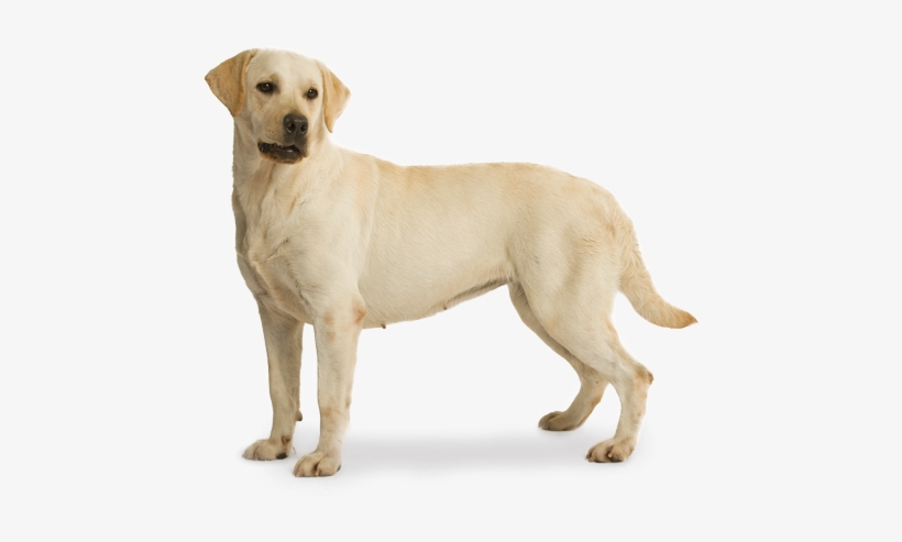 Go To Image - Labrador Puppies For Sale In Mysore, transparent png #818618