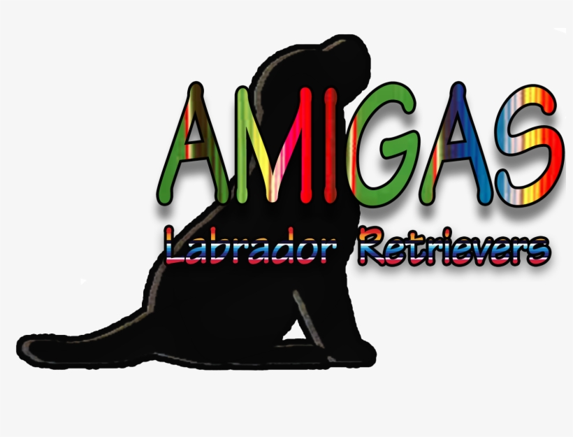 Placeholder Picture - Labrador Retriever, transparent png #818745