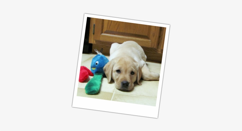 One Of Our Previous Puppies - Labrador Retriever, transparent png #819005