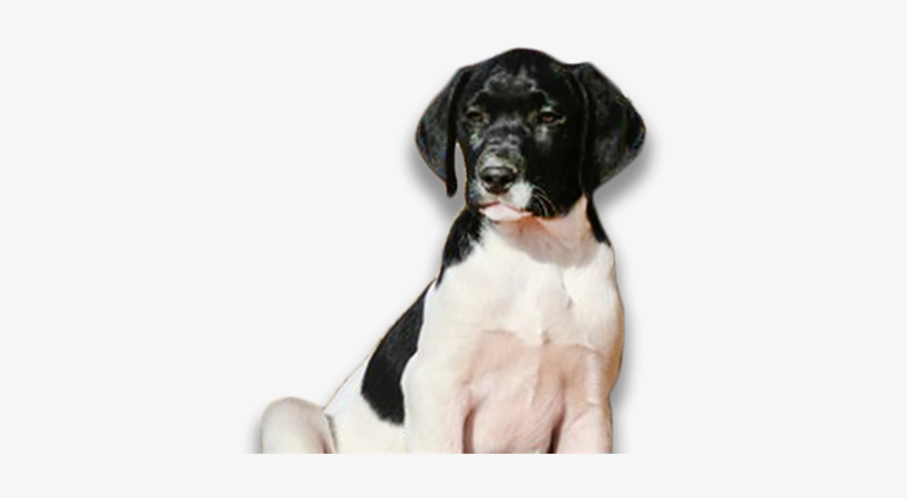 Hybrid Retrievers - Labrador Retriever, transparent png #819010