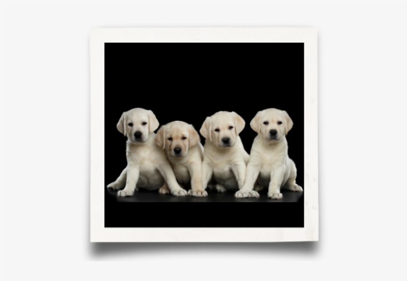 Labrador Retriever, transparent png #819037