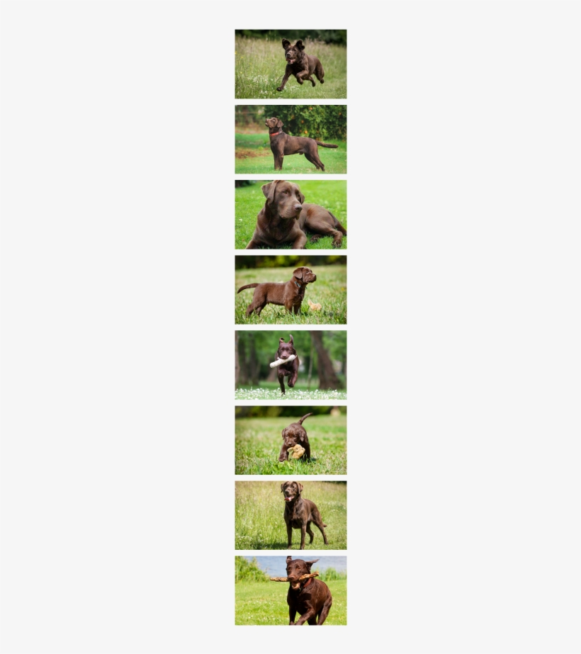 Chocolate Labrador Retrievers ➸ Anhur ➳ Male, Multi-generation - Tresura Psa - Poradnik Dvd, transparent png #819109