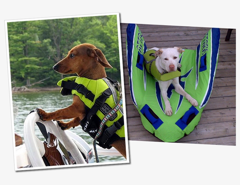 Dachs Labrador Green - Weiner Dog Life Jacket, transparent png #819112