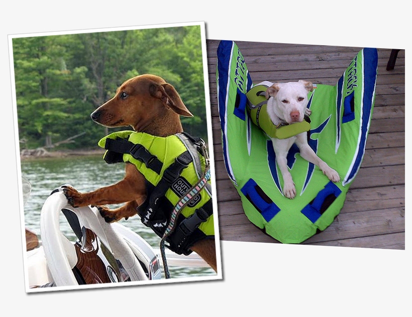 Dachs Labrador Green - Weiner Dog Life Jacket, transparent png #819112