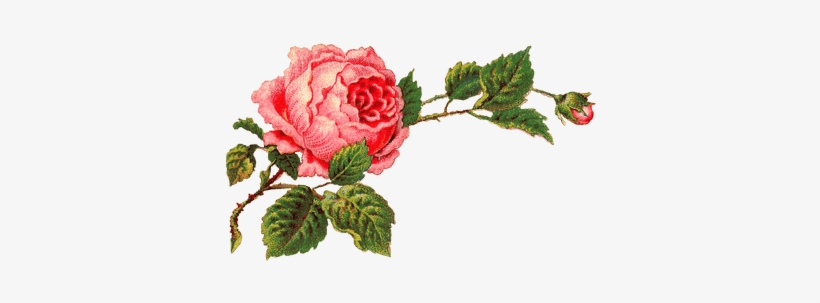 Red Roses Border Png Victorian Vintage Roses On A Branch - Rosa Png, transparent png #819134