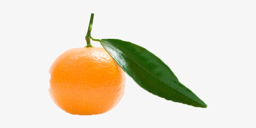 Citrus Fruit Png Royalty Free High Quality - Rangpur, transparent png #8103881