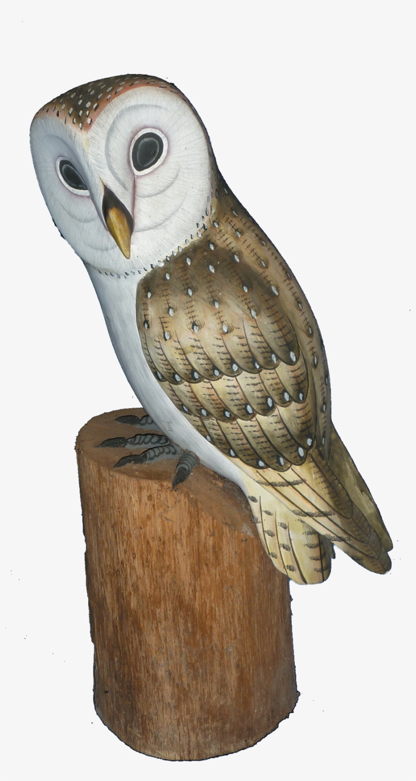 Log In To Your Account - Barn Owl, transparent png #8106348
