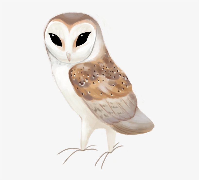 Western Barn Owl Tyto Alba - Barn Owl, transparent png #8106476