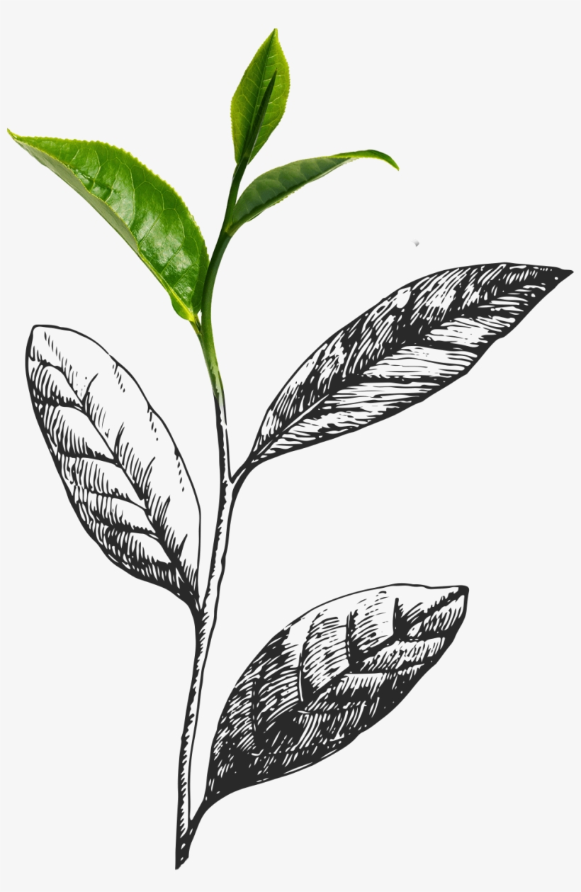 Only The New Growth Buds From The Top Of The Plant - Tea Leaves, transparent png #8107104