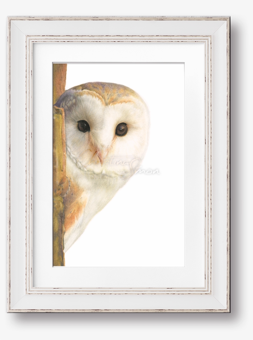 Image Of Minerva, The Barn Owl - Picture Frame, transparent png #8107278