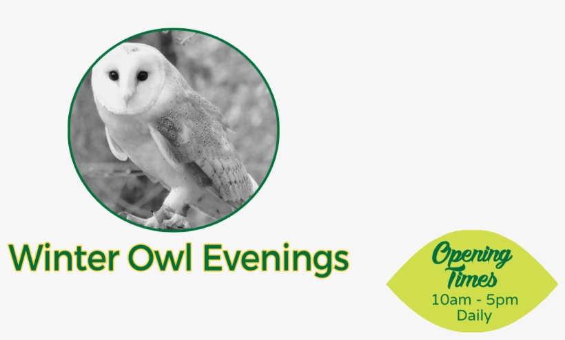 Our Winter Owl Evenings Are Back And The Perfect Reason - Windows Live Messenger Mobile, transparent png #8107320