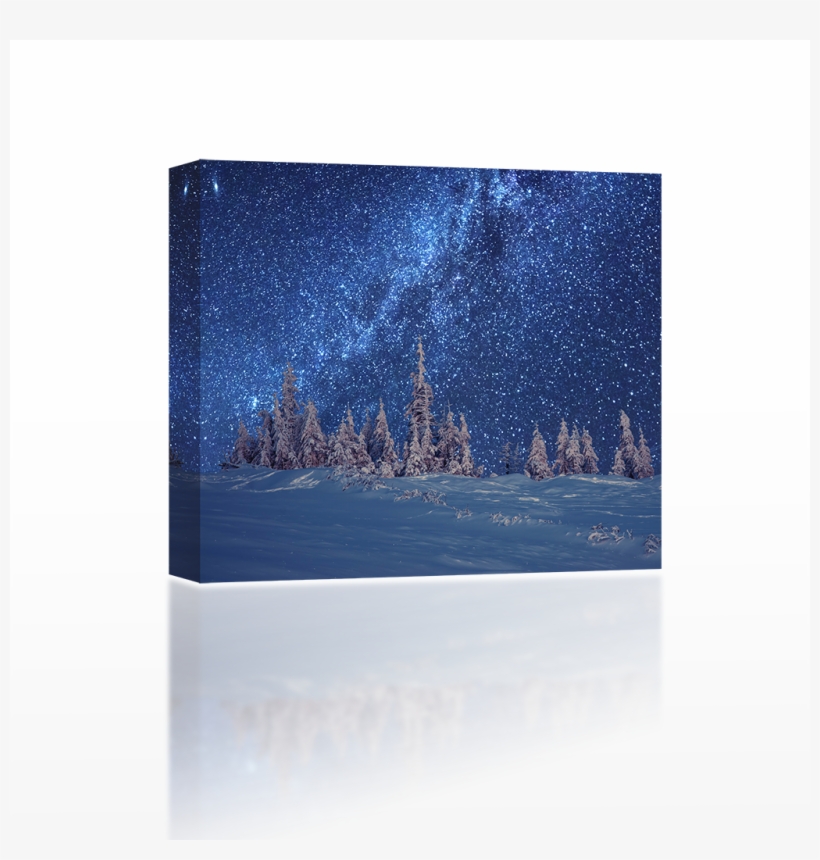 Birch, transparent png #8108476