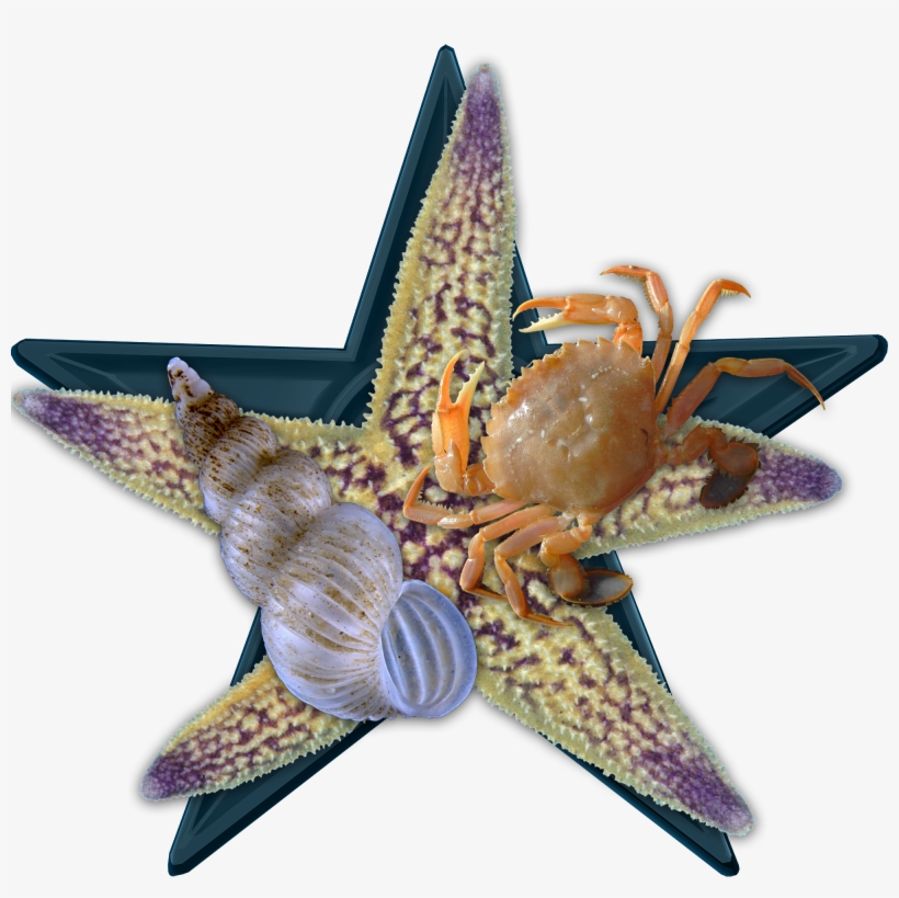 Sea Bio Barnstar Hires - Northern Pacific Sea Star, transparent png #8109828