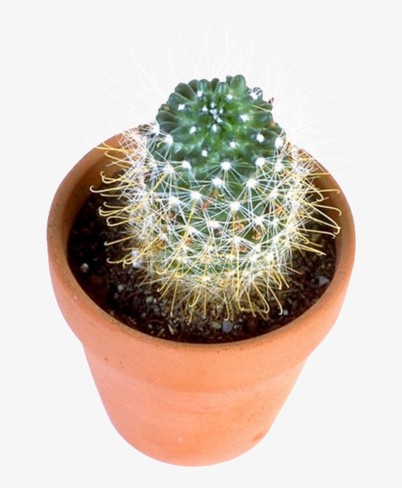 Prickly Pear - Flowerpot, transparent png #8110951