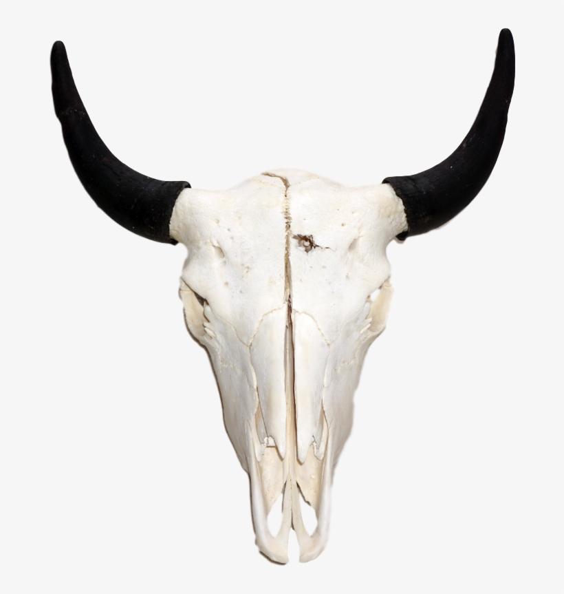 American Bison Skull Png, transparent png #8111367