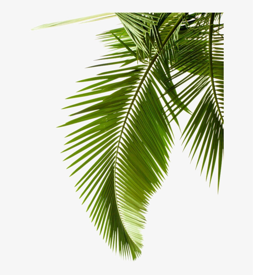 Leaf Pattern Tree Arecaceae Paper Palm Branch Clipart - Palm Leaf Black And White, transparent png #8112236