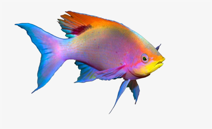 Free To Edit, transparent png #8112329