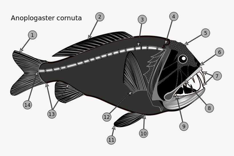 Professional Moron Explains This Fish - Pez Colmillo, transparent png #8112420
